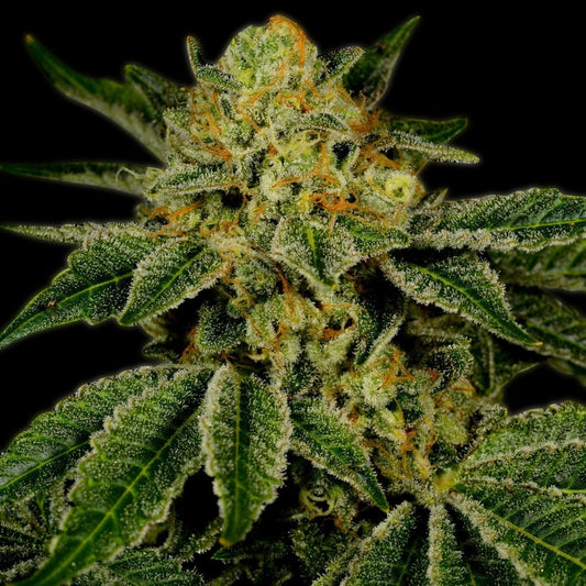 🎁 UK Cheese Seeds (100% off) - Premium Cultivars