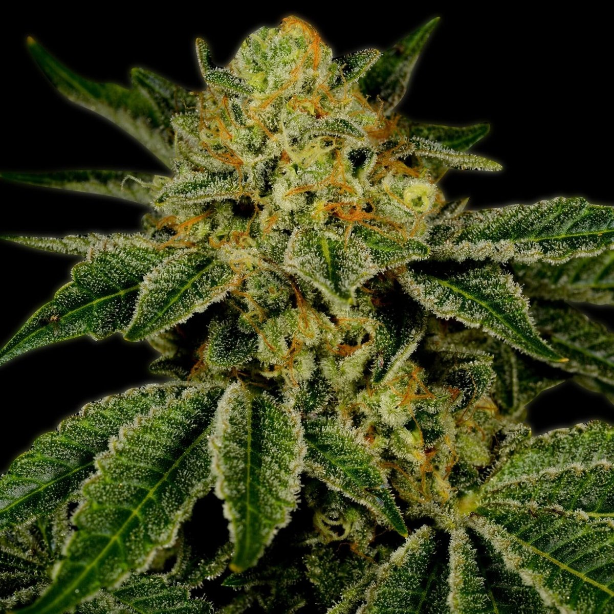 UK Cheese Feminized Cannabis Plant