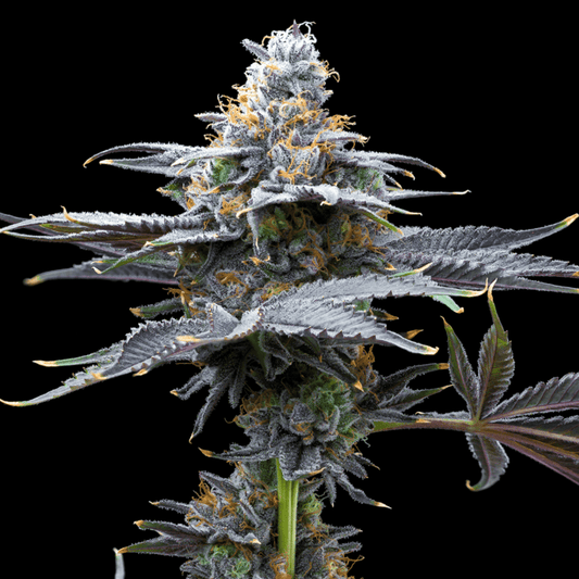 🎁 Watermelon Gelato Seeds (100% off) - Premium Cultivars