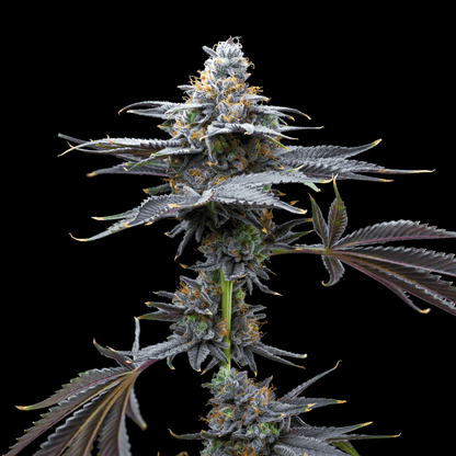 Watermelon Gelato plant