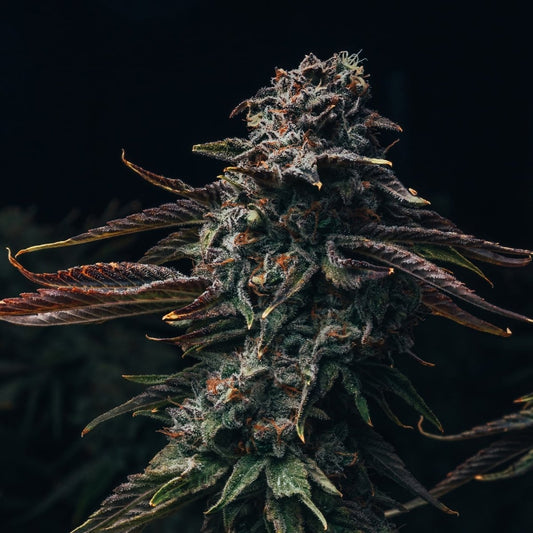 Watermelon Zkittlez Seeds