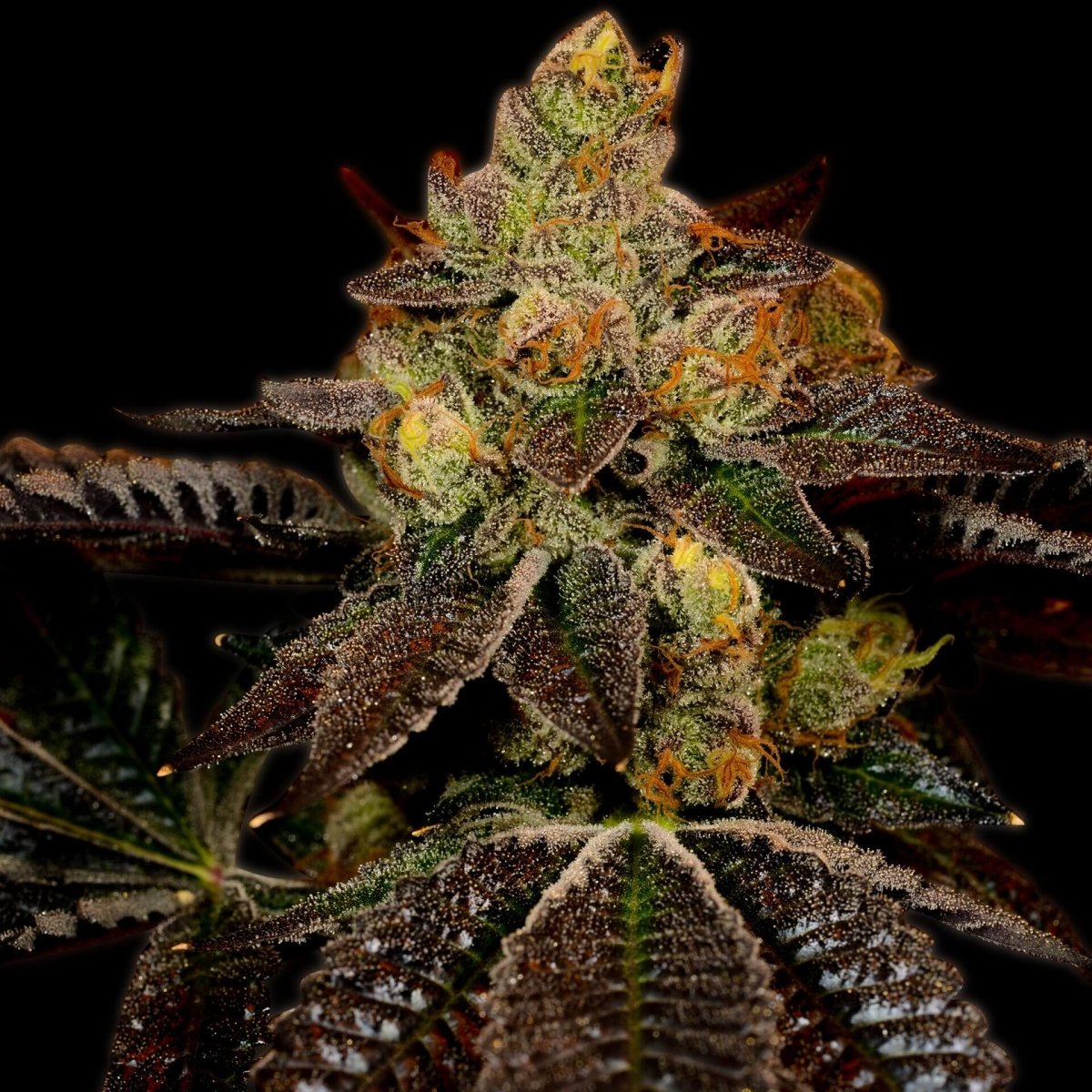 🎁 Wedding Cake Seeds (100% off) - Premium Cultivars