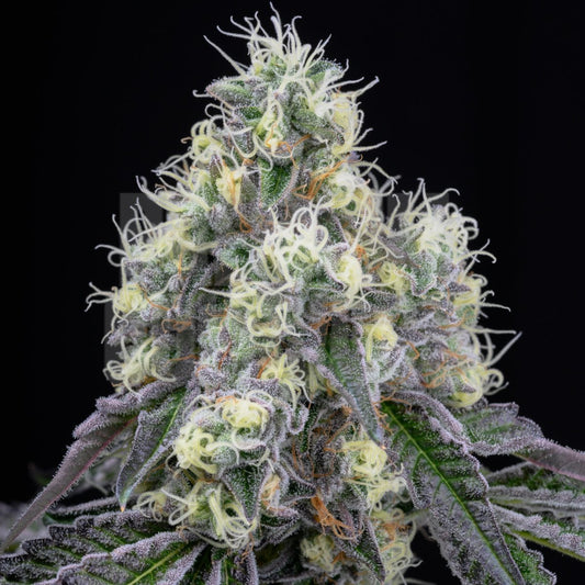 Wedding Crasher Strain
