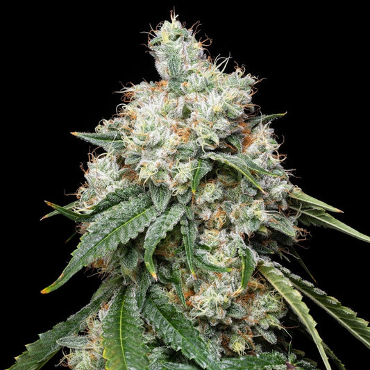 🎁 Wedding Pie Seeds (100% off) - Premium Cultivars