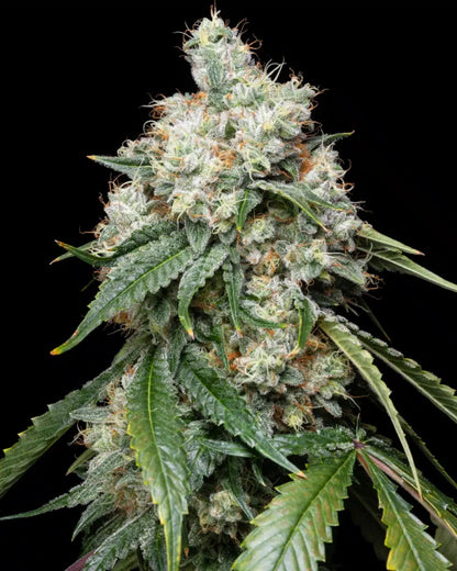 Wedding Pie Seeds - Premium Cultivars