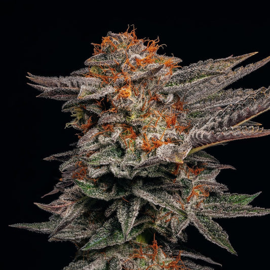 White Cherry Gelato Plant