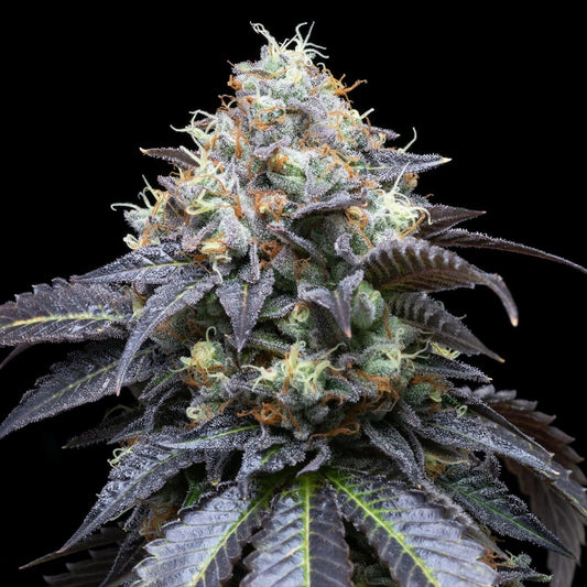 🎁 White Runtz Seeds (100% off) - Premium Cultivars