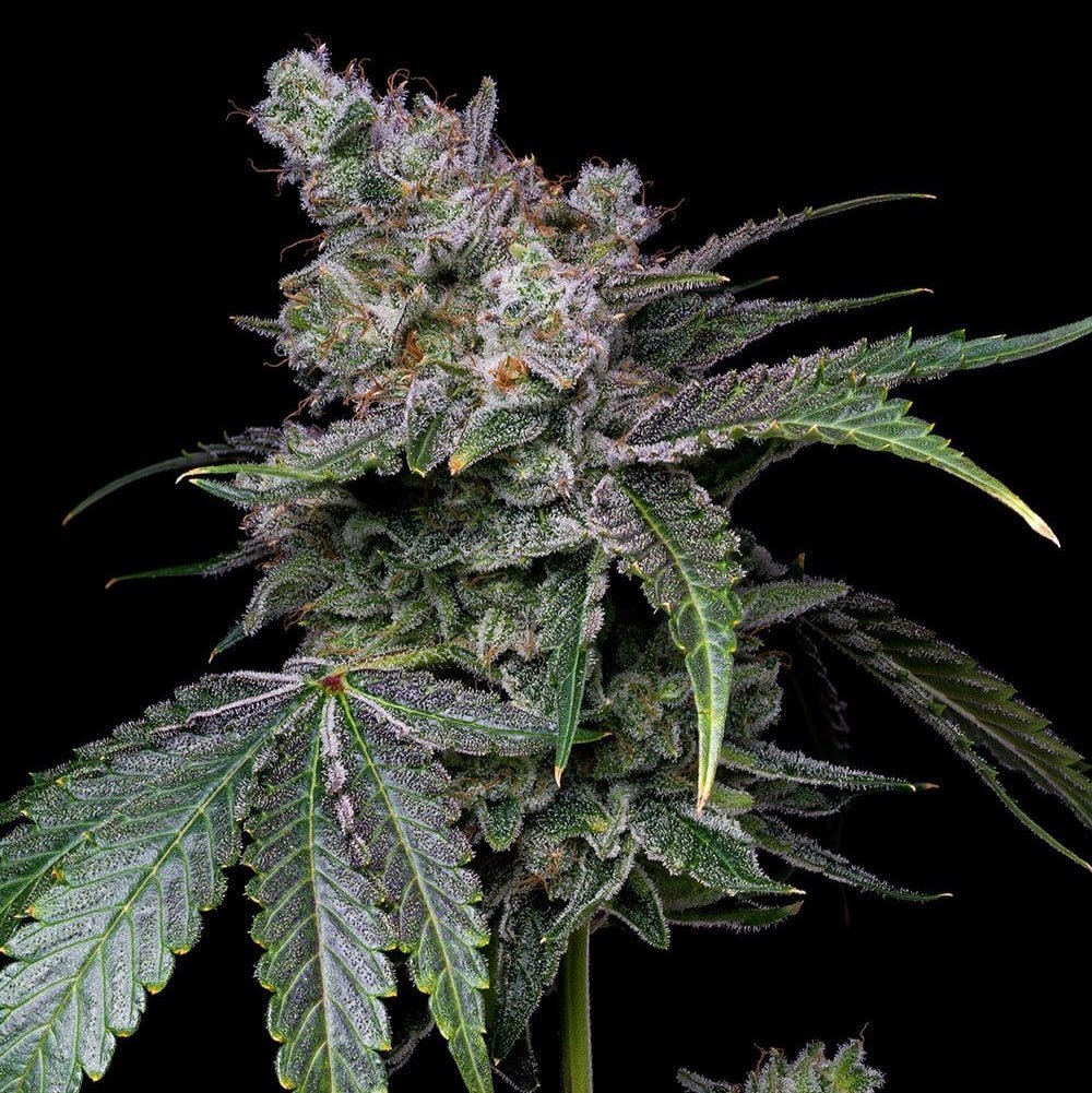 White Russian Seeds - Premium Cultivars