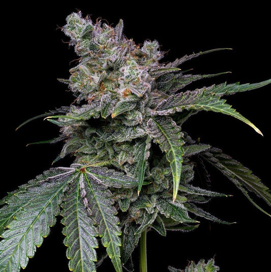 White Russian Seeds - Premium Cultivars