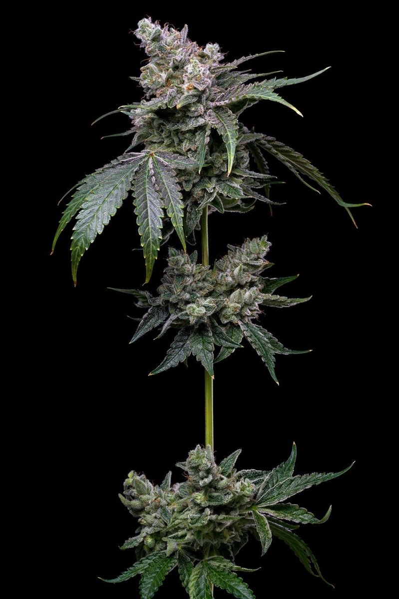 White Russian Seeds - Premium Cultivars