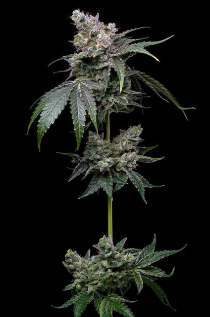 White Russian Seeds - Premium Cultivars