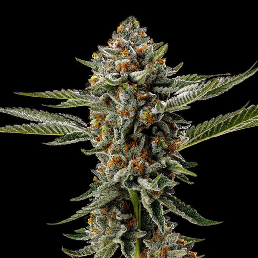 White Tahoe Cookies Seeds