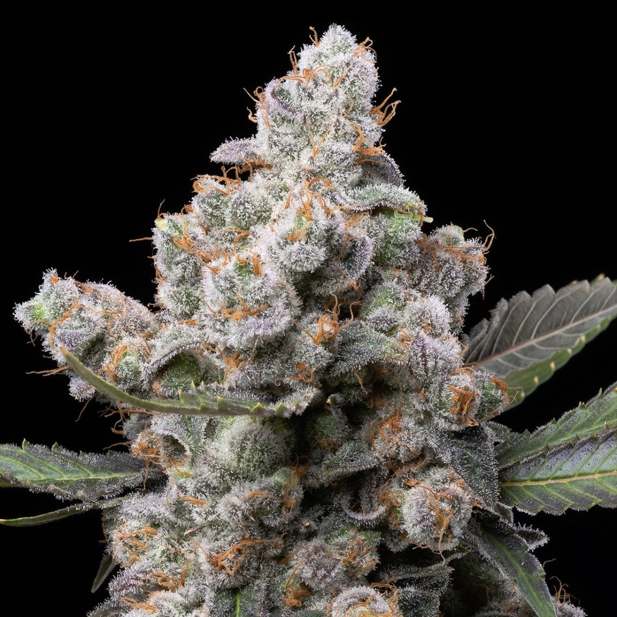 🎁 White Truffle Seeds (100% off) - Premium Cultivars