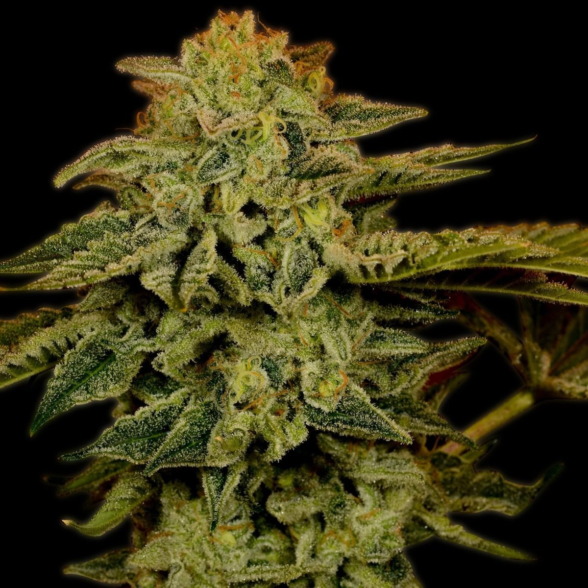 White Widow Feminized Cannabis Plant
