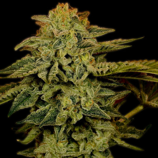 White Widow Feminized Cannabis Plant