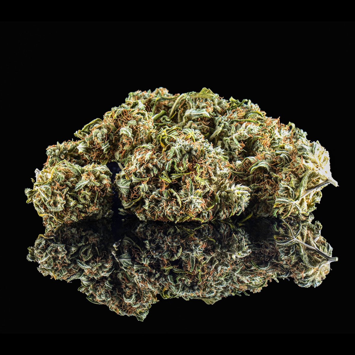 Yellow Zushi Seeds - Premium Cultivars