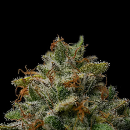 Yellow Zushi Seeds - Premium Cultivars