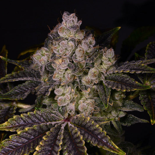 🎁 Zkittlez Autoflower Seeds (100% off) - Premium Cultivars