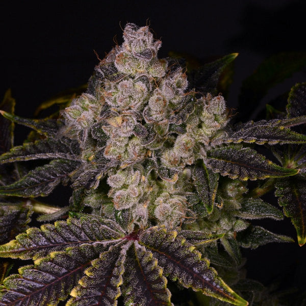 Zkittlez Autoflower Seeds  Premium Cultivars