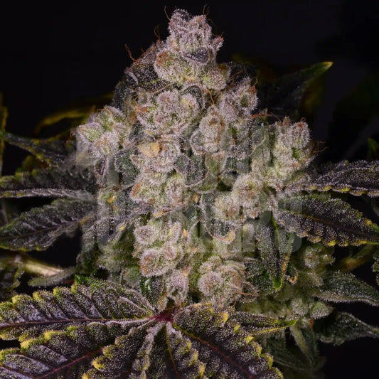 🎁 Zkittlez Seeds (100% off) - Premium Cultivars