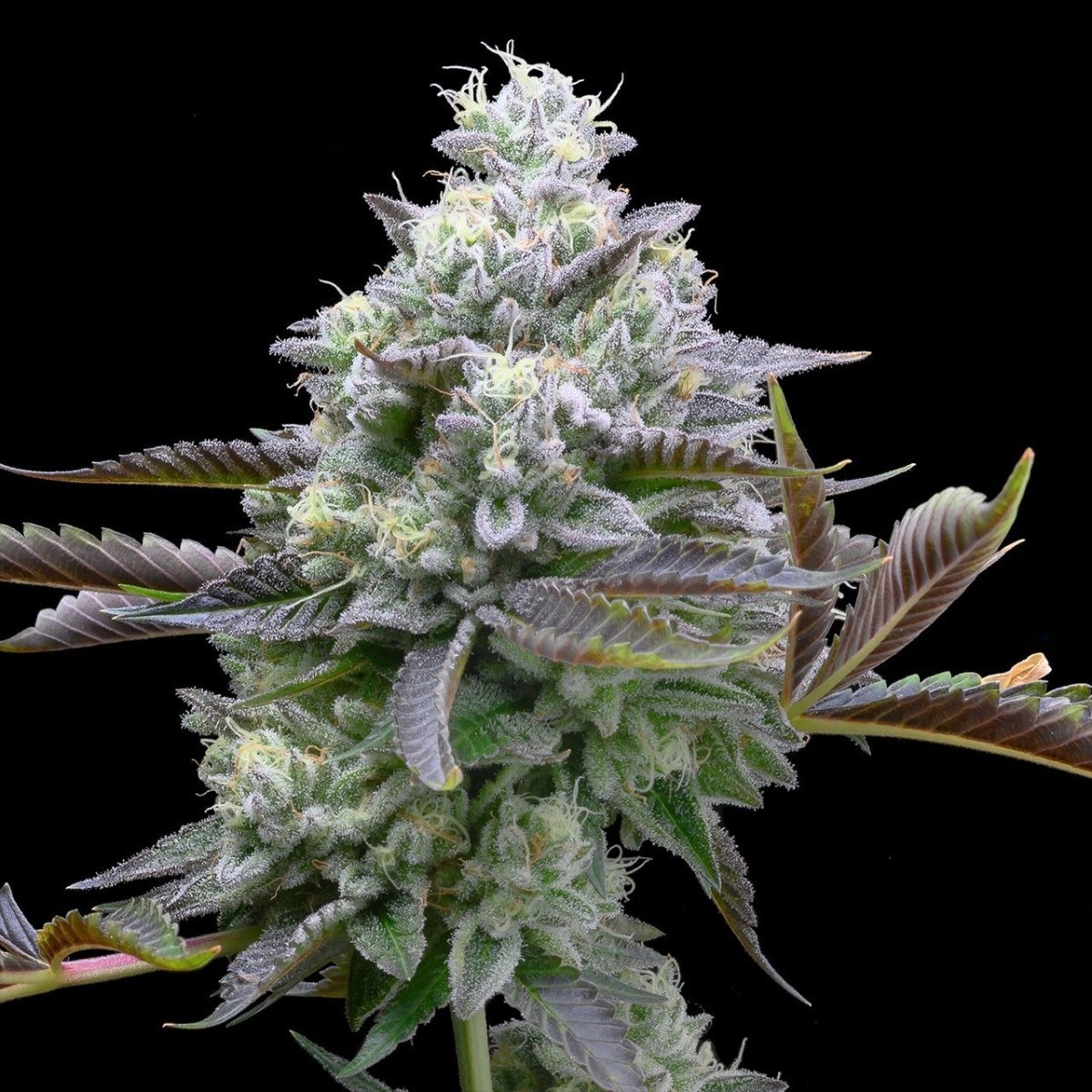 Zoap strain cannabis plant. A large cola with sugar leaves, pistils and trichomes are present.