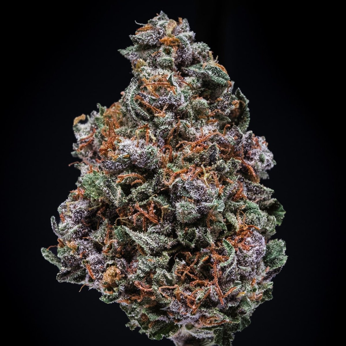 Zoap Seeds - Premium Cultivars