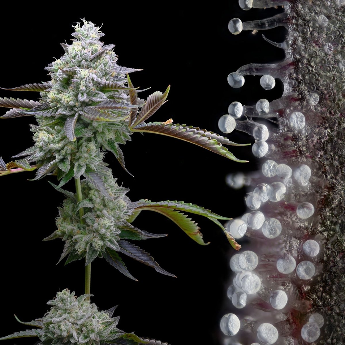 Zoap Seeds - Premium Cultivars