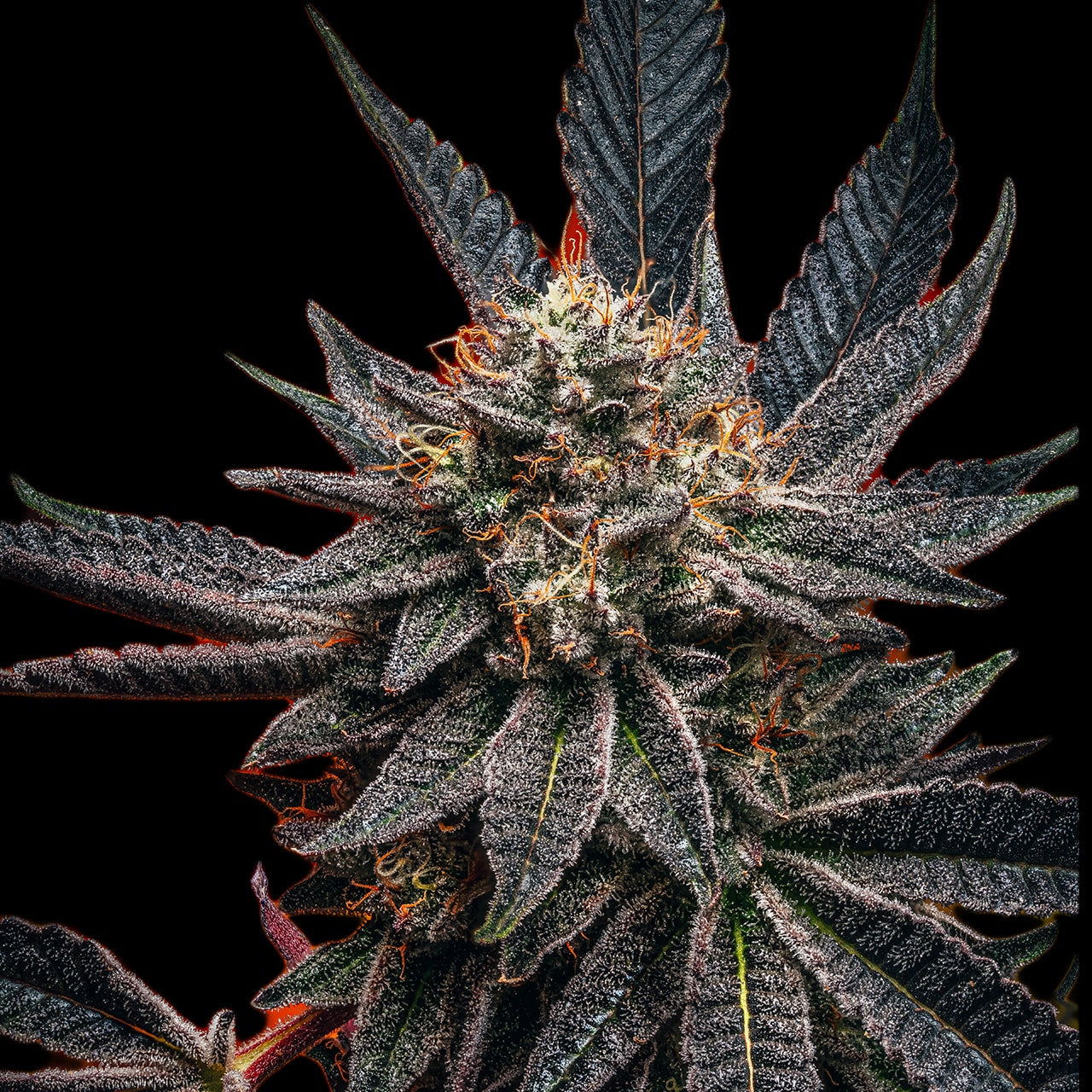 🎁 Zookies Seeds (100% off)