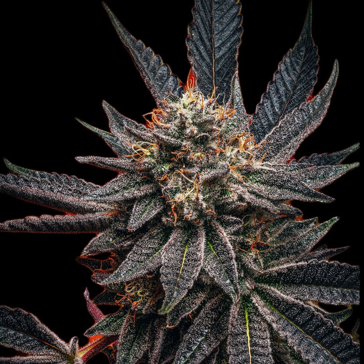 🎁 Zookies Seeds (100% off) - Premium Cultivars