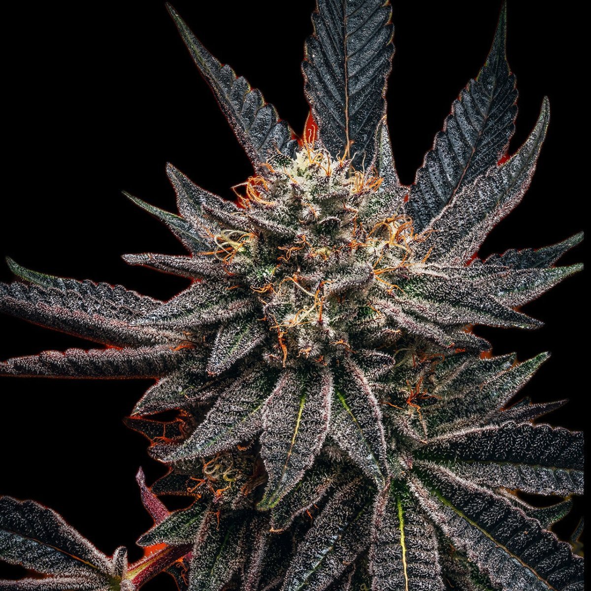 Zookies Seeds