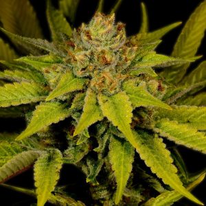 Afghani Feminized Cannabis Plant