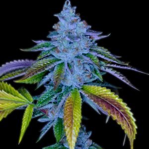 Alien Cookies Autoflower Cannabis Plant