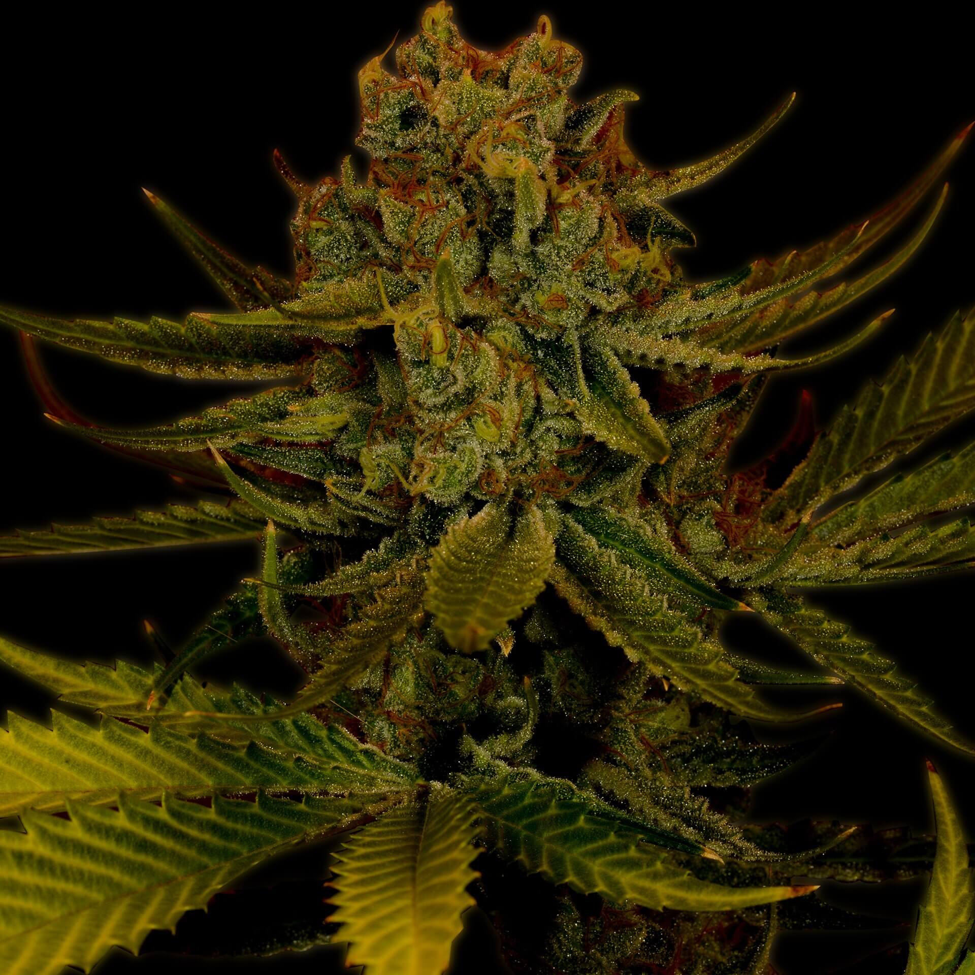Amnesia Aufoflower Cannabis Plant
