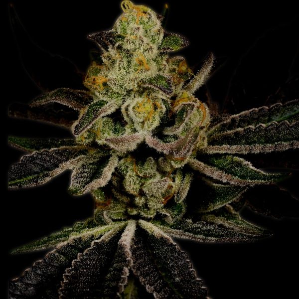 Amnesia Haze Autoflower Cannabis Plant