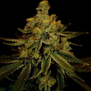 Big Bud Feminized Cannabis Plant