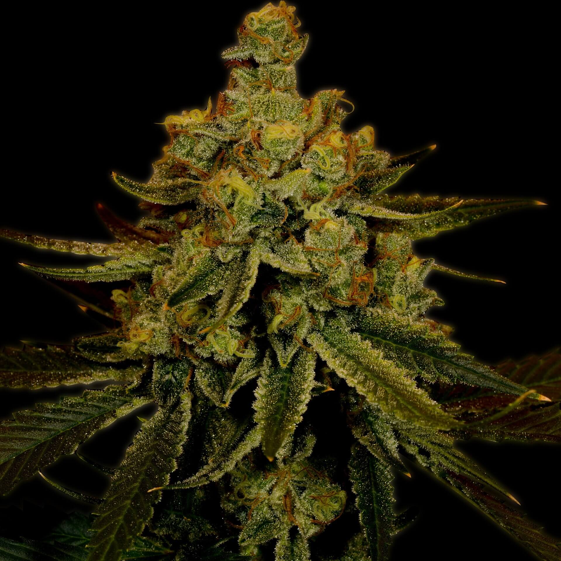 Big-Bud-Cannabis-Seeds-Feminized.jpg