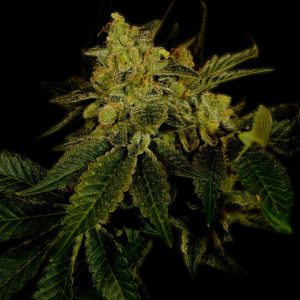 Black Domina Strain Autoflower Cannabis Plant