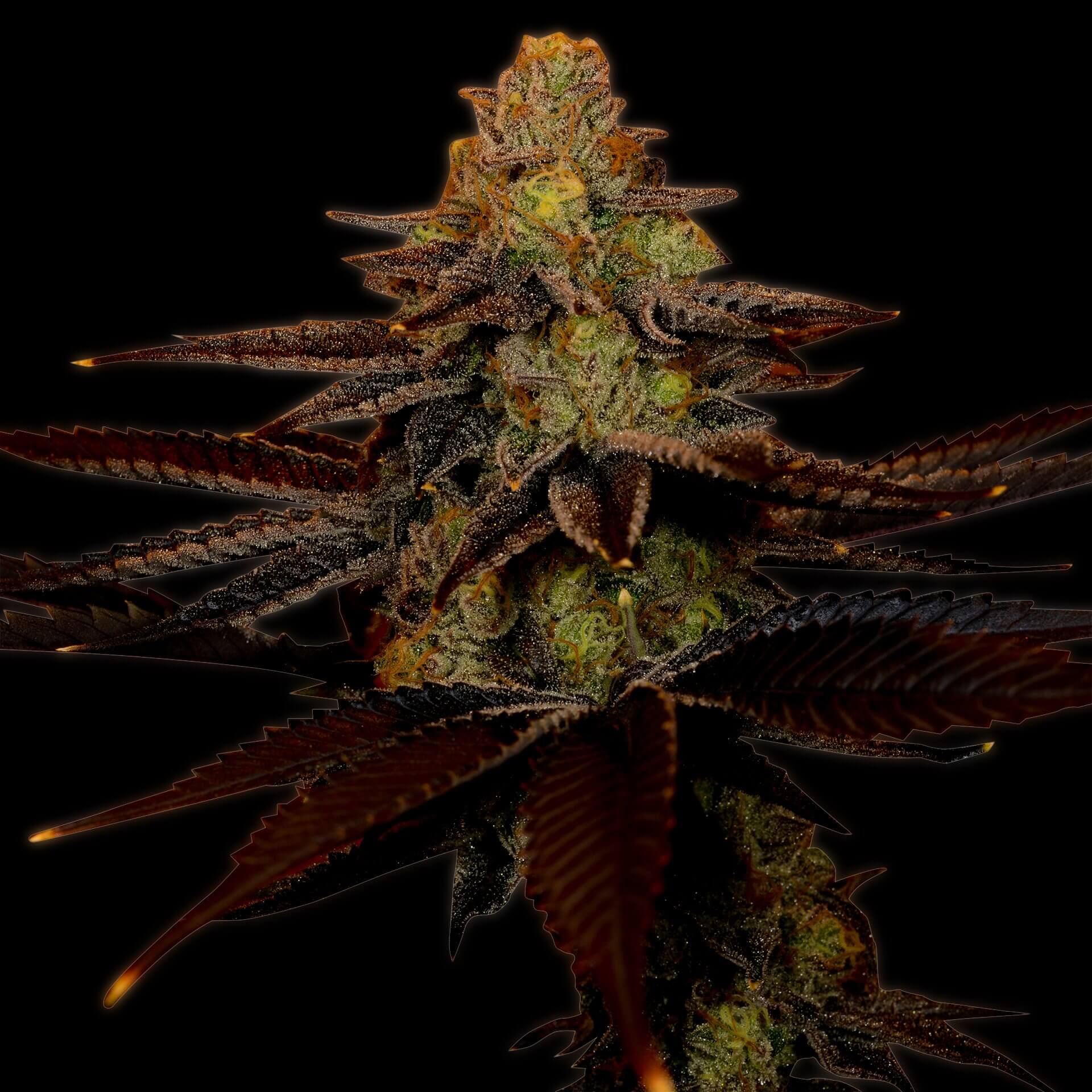 Blue Cheese Autoflower Cannabis Plant