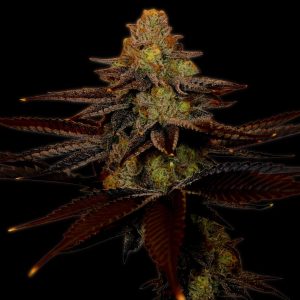 Blue Cheese Feminized Cannabis Plant