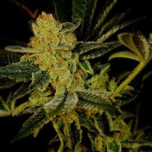 Blue Dream Feminized Cannabis Plant