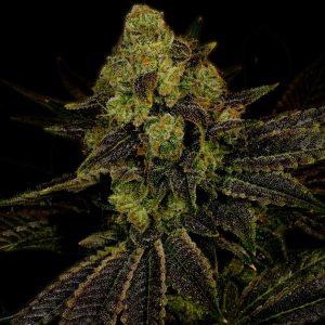 Blueberry Autoflower Cannabis Plant
