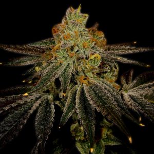 Blueberry Kush Feminized Cannabis Plant