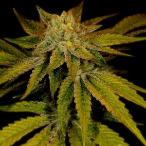 Cali Kush Feminized Cannabis Plant