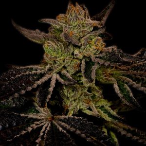Cheese Feminized Cannabis Plant