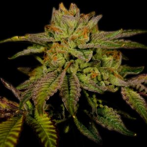 Cherry Pie Autoflower Cannabis Plant