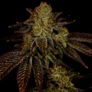 Chocolope Autoflower Cannabis Plant