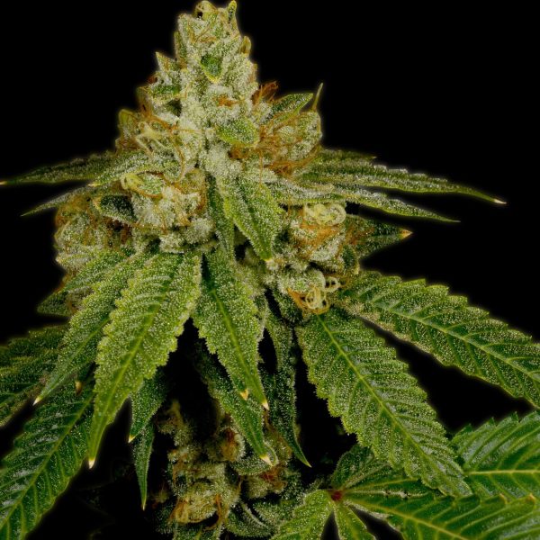 Critical Kush Autoflower Cannabis Plant
