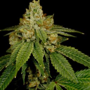 Critical Kush Feminized Cannabis Plant