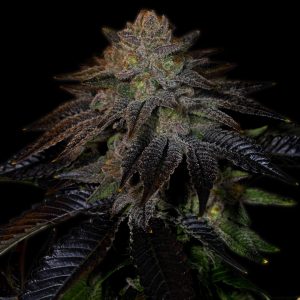 Do-Si-Dos Autoflower Cannabis Plant