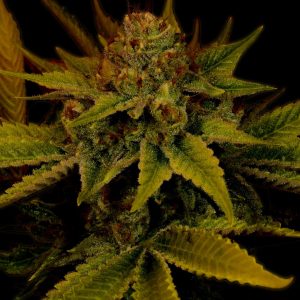 G13 Autoflower Cannabis Plant